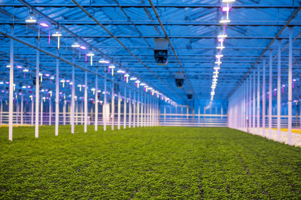 The inside of a working greenhouse