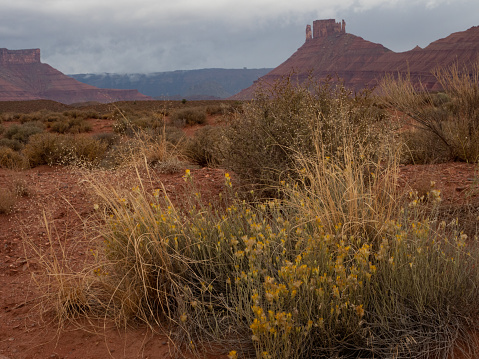 Red rock mountain with red sand, sage brush, and rabbit brush with yellow flowers in the foreground. Photographed on overcast day near Moab, Utah.
