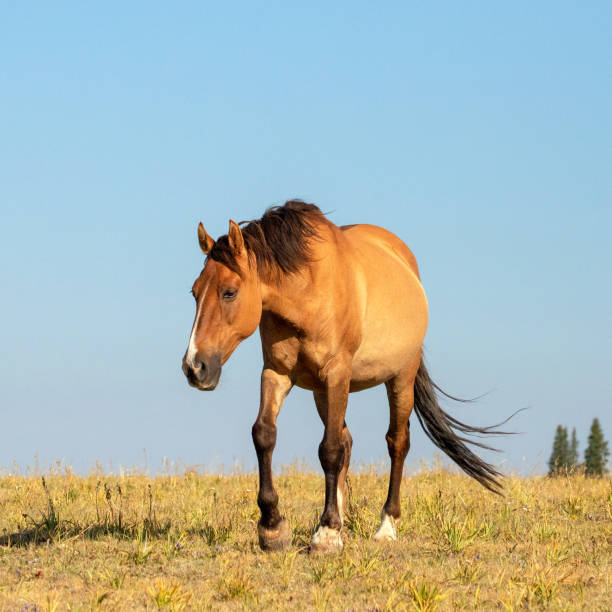 jument wild horse de couleur dun enceinte dans la chaîne de chevaux sauvages des montagnes pryor à la frontière du wyoming montana aux états-unis - corps dun animal photos et images de collection