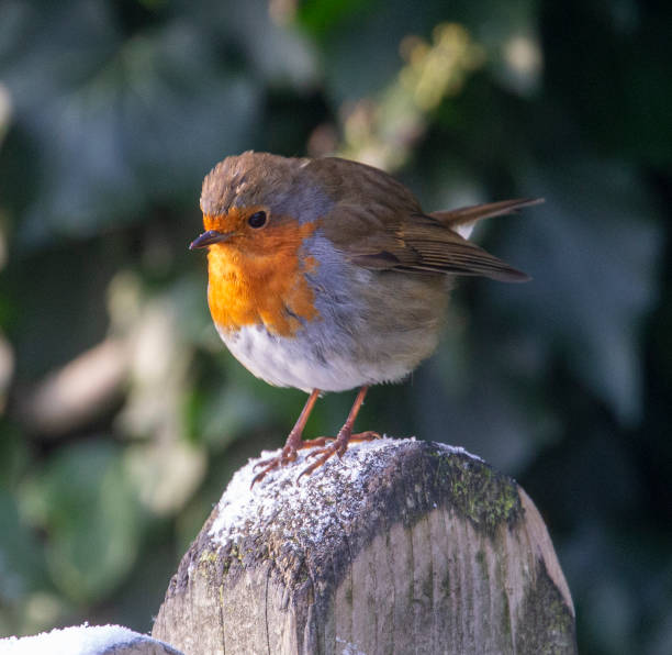 istock Robin on a frosty morning 1356849970