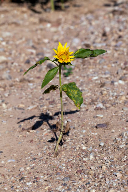 istock sunflowers blooming in the summer 1356851089