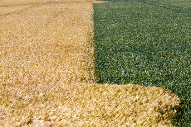 istock mixed agricultural field with different cereals 1356851098