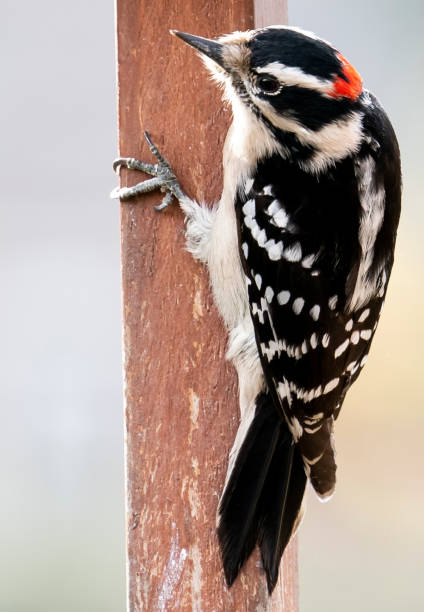 istock Woodpecker on the garden fence post 1356852286