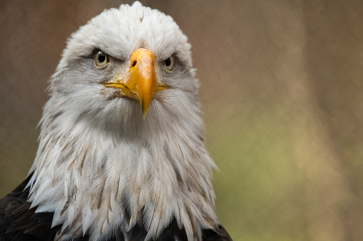 American bald eagle head with a blurred background in a zoo
