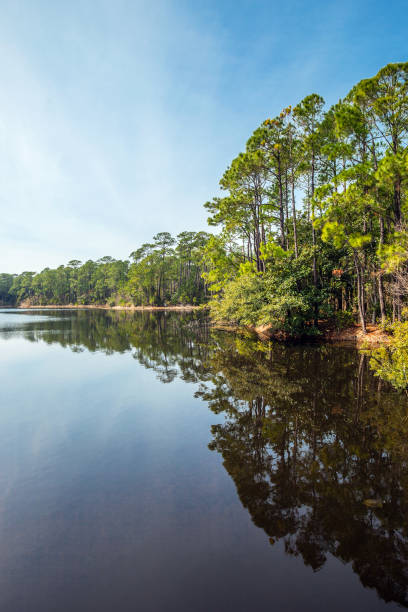 istock Dauphin Island landscape, Alabama 1356856043