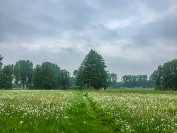 Border Collie playing on  a moody day in Heeze