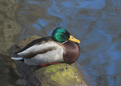 Mallard Duck (male) (anas platyrhyncos) sitting on a slimy log