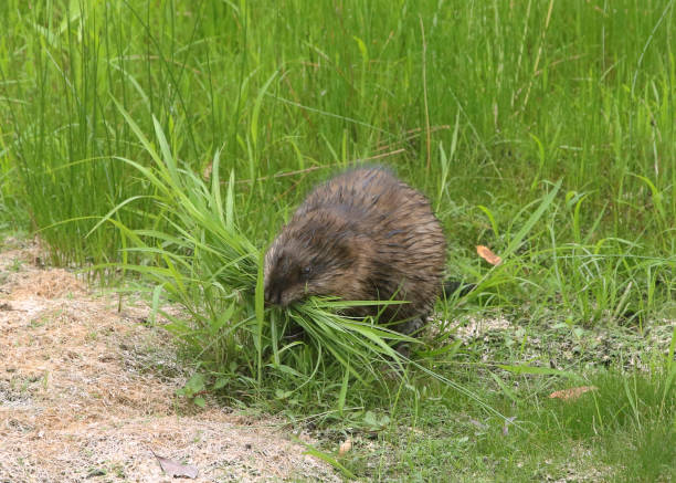 Muskrat (ondata zibethicus) making off with a bunch of grass Muskrat (ondata zibethicus) making off with a bunch of grass ondatra zibethicus stock pictures, royalty-free photos & images