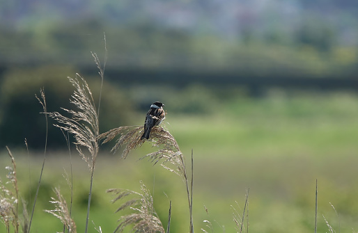 An enchanting shot of a male reed bunting perching on a reed against a blurred green background.