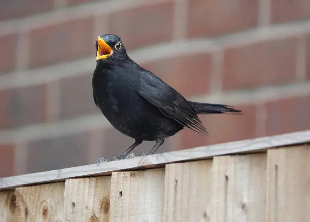 A close-up low angle shot of a male blackbird with beak open in song perching on a wooden fence against a blurred brick wall background.