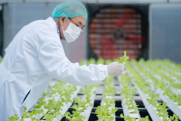 scientifique principal examinant une plante dans une ferme en serre. scientifiques tenant du matériel pour l’usine de recherche dans une ferme biologique. contrôle de la qualité pour la ferme maraîchère hydroponique. tester et collecter des données - house quality control examining construction photos et images de collection