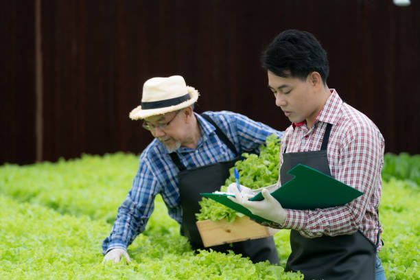 istock Senior worker farmer checking lettuce vegetable hydroponics in green house. Asian man preparing to harvest organic plant. Modern industry of agriculture. Young man taking lettuce from growing tray. 1356860650