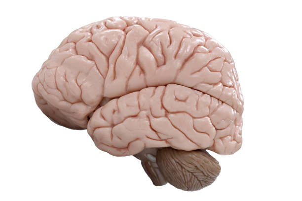 istock Human brain anatomy model for education physiology. 1356860706