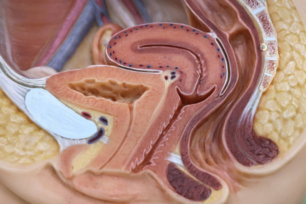 Vagina structure model for the education physiology.