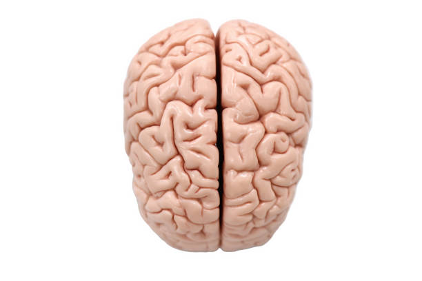 istock Human brain anatomy model for education physiology. 1356860713