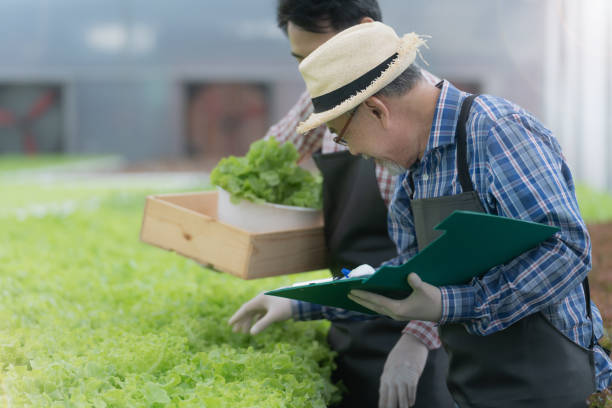 istock Senior worker farmer checking lettuce vegetable hydroponics in green house. Asian man preparing to harvest organic plant. Modern industry of agriculture. Young man taking lettuce from growing tray. 1356860736