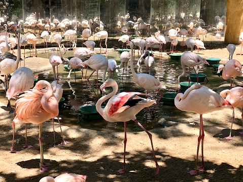 Foz do Iguaçu, State of Paraná, Brazil, 11/01/2021, Flamingos in Parque das Aves. On November 9, 2021, the enclosure of these birds was invaded by two jaguars from inside the Iguaçu National Park. Seventy-two birds died. Only 4 survived.