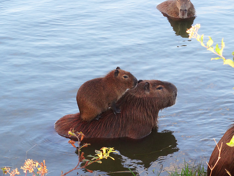 Capybara family swimming in a lake, capybara mother and son in the water, bottom with water. Curitiba - Paraná - Brazil