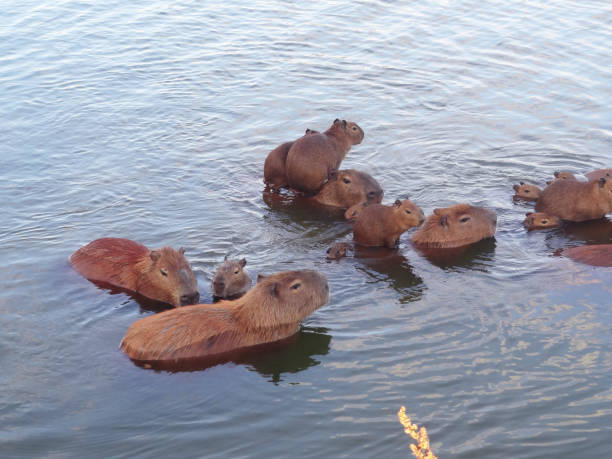 istock Capybara family swimming in a lake 1356863522