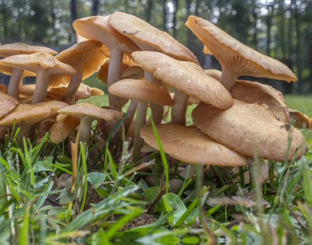 istock Side View of Honey Mushrooms 1356863556