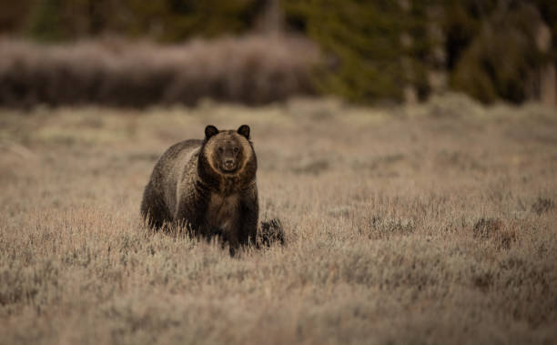 istock Grizzly Bear in the Grand Tetons 1356863785