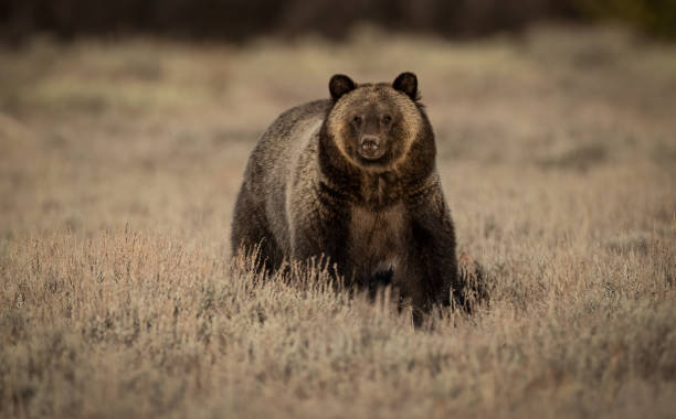 istock Grizzly Bear in the Grand Tetons 1356863786