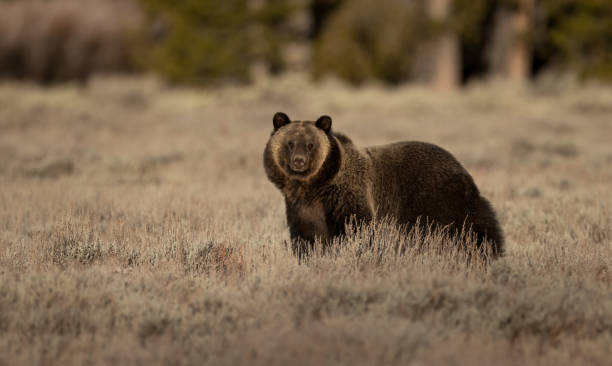 istock Grizzly Bear in the Grand Tetons 1356863789