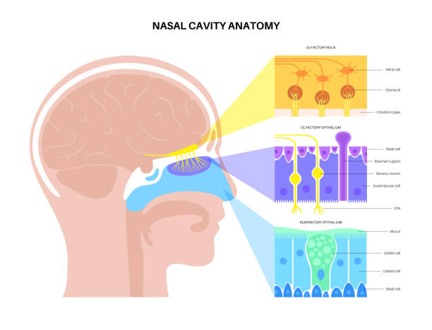 anatomia jamy nosowej - mucosa stock illustrations