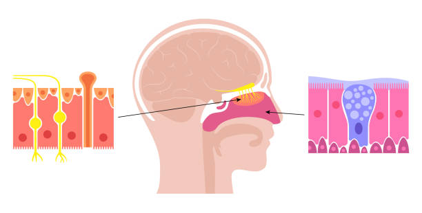 nasal cavity anatomy Human nasal cavity anatomical poster. Olfactory nerve, respiratory epithelium, smell receptors and fibres. Sensory organs of the respiratory system. Medical vector illustration for clinic or education epithelium stock illustrations