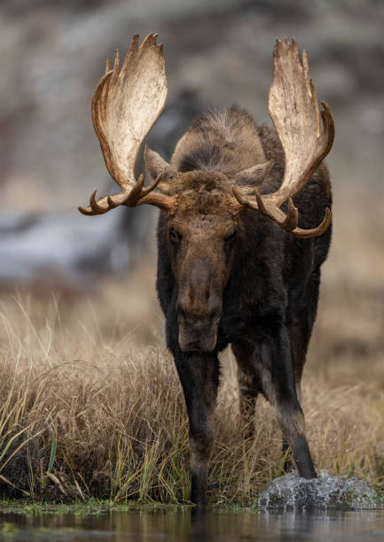 istock Moose in Grand Teton National Park 1356863990