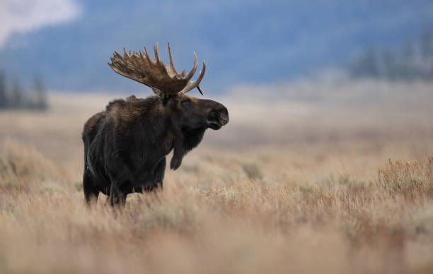 istock Moose in Grand Teton National Park 1356864022