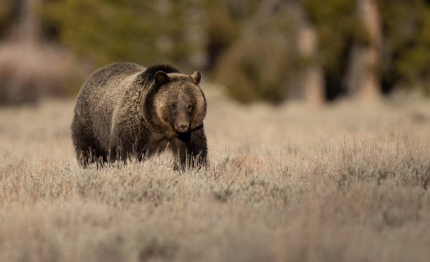 istock Grizzly Bear in the Grand Tetons 1356864117