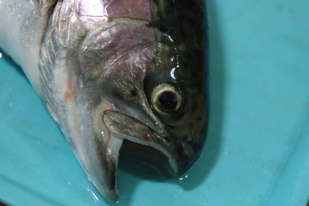 close-up de peixe com uma escamas de pele cinza ou cinza e prata brilhante - enfiada de peixes - fotografias e filmes do acervo