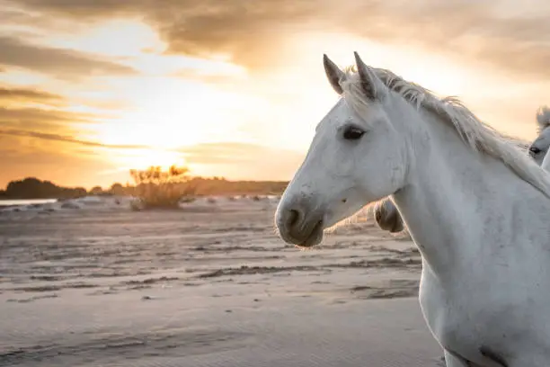 Photo of White horses in Camargue, France.