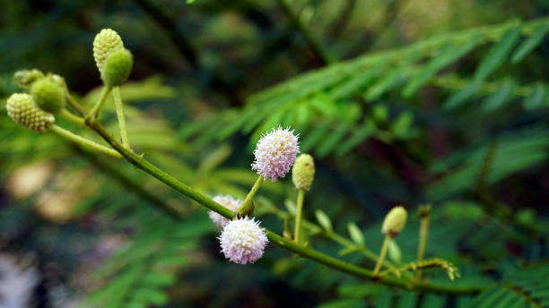 mimosa pigra flower the beautiful flowers of the mimosa pigra plant or giant sensitive tree. this is a wild plant of a kind of shrub with small leaves with bright purple flowers in round shape. mimosa pigra stock pictures, royalty-free photos & images