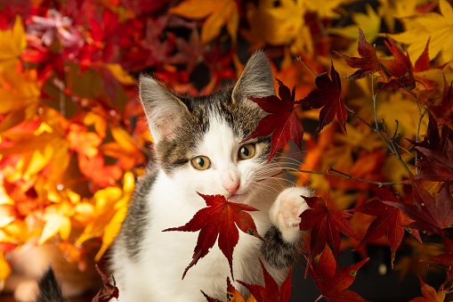 A little kitten surrounded by colorful Japanese Maple leaves.