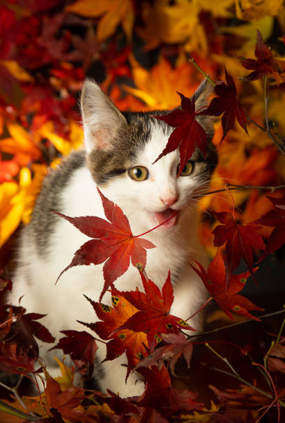 istock Cute kitten amongst colorful Maple leaves 1356869016