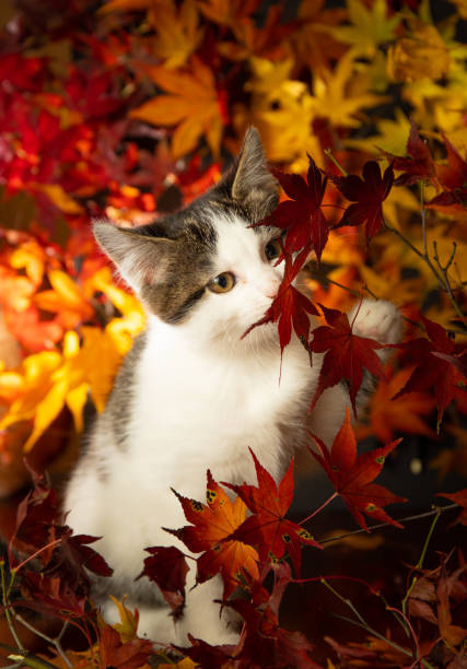istock Cute kitten amongst colorful Maple leaves 1356869018