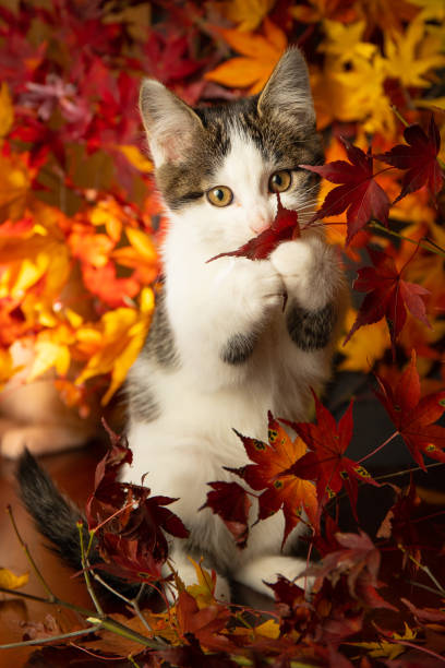 Cat amused looking at the camera