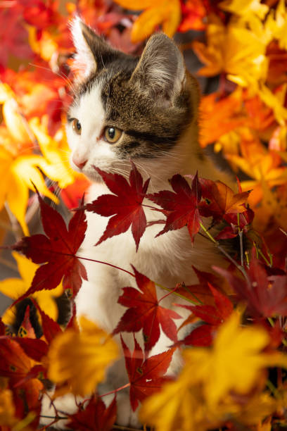 istock Cute kitten amongst colorful Maple leaves 1356869040