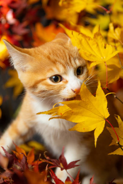 istock Cute kitten amongst colorful Maple leaves 1356869052