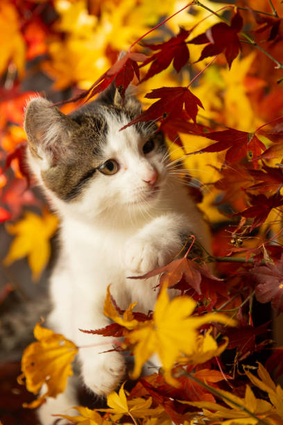 istock Cute kitten amongst colorful Maple leaves 1356869057