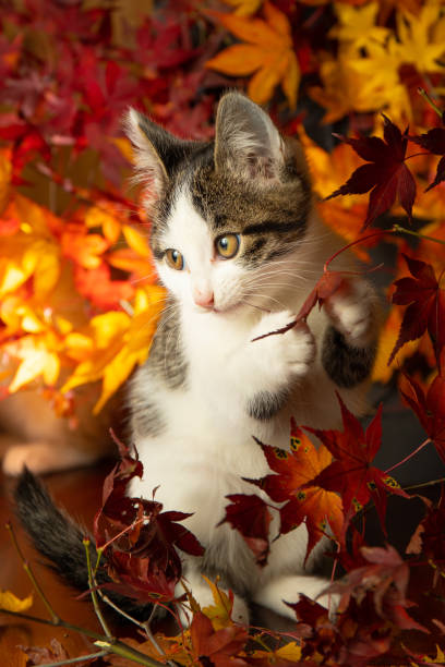 istock Cute kitten amongst colorful Maple leaves 1356869058