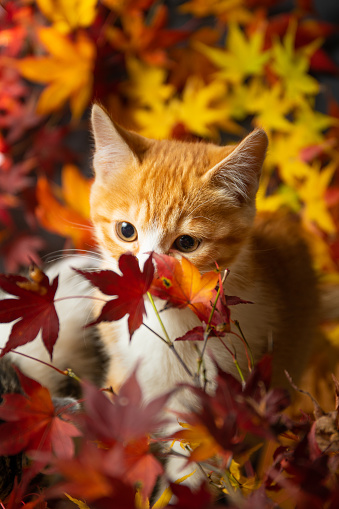 A little kitten surrounded by colorful Japanese Maple leaves.