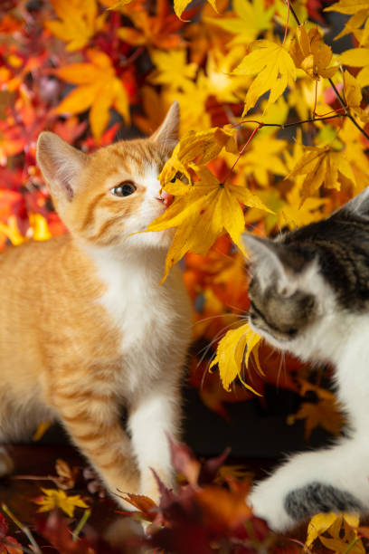 istock Cute kittens amongst colorful Maple leaves 1356869073