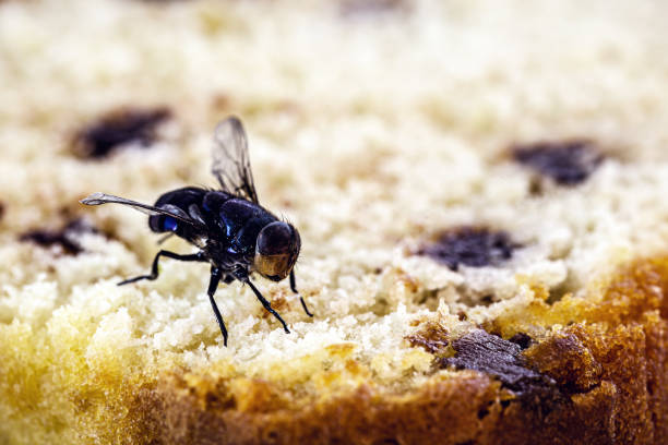 mosca en pastel de chocolate, insecto en interiores, problema de plagas de insectos en la cocina - mosca insecto fotografías e imágenes de stock