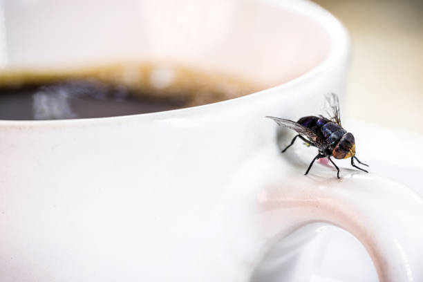 コーヒーカップの上を飛び、体の上に昆虫。屋内昆虫問題 - minute maid beverages ストックフォトと画像