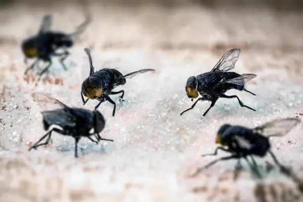 Photo of flies on sugar, insects attracted to sweets, lack of hygiene in the house