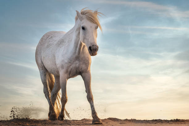 White horses in Camargue