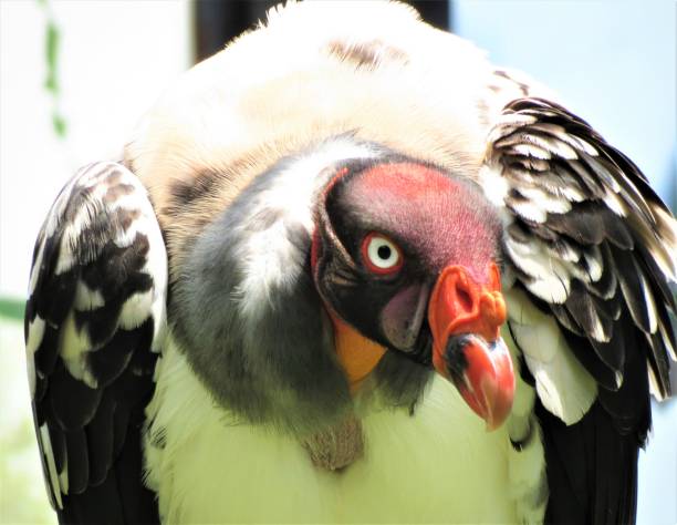 The King Vulture - Zopilote rey (Sarcoramphus Papa).